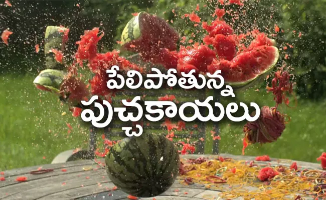 Watermelons Are Exploding In America Here Is The Reason - Sakshi