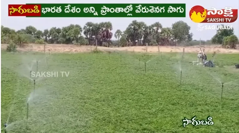 Groundnut Farming And Profits in Telugu 