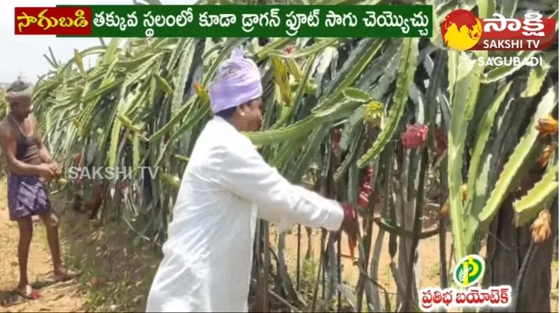 Special Story on Dragon Fruit Farming 