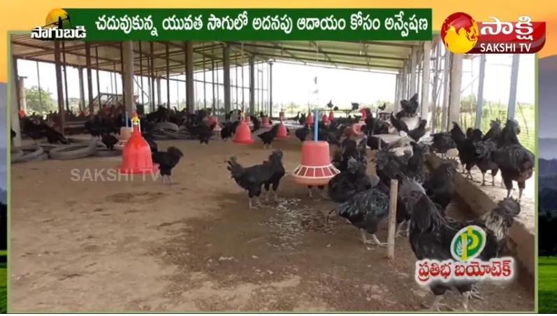 Inter Student Earning High Profits In Natu Kodi Farming 