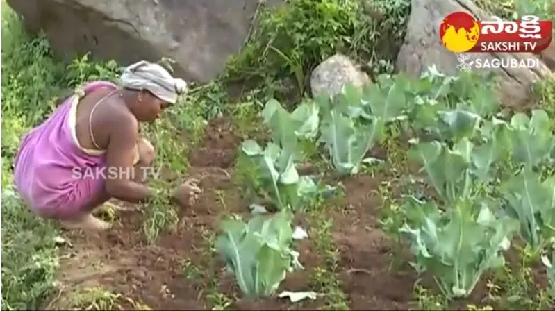 Tribal Farmers Cultivating Vegetables