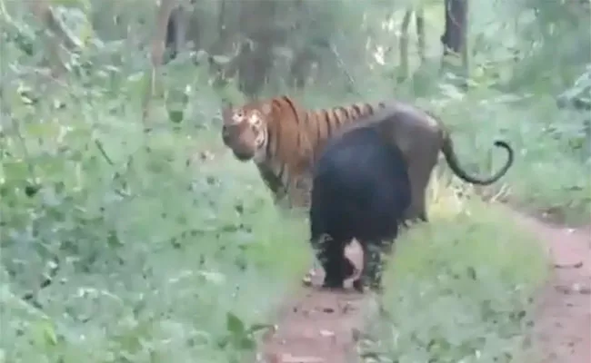 bear follows tiger animal turn and sit - Sakshi