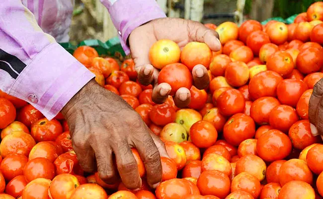 Rains Affected Tomato Prices - Sakshi