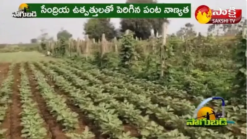 Farmer Net Profits With Vegetable Farming