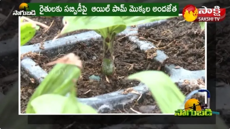 Oil Palm Cultivation in Union Khammam District