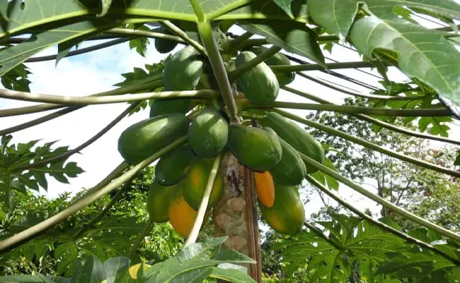 Sagubadi: How To Control Pests And Diseases In Papaya - Sakshi