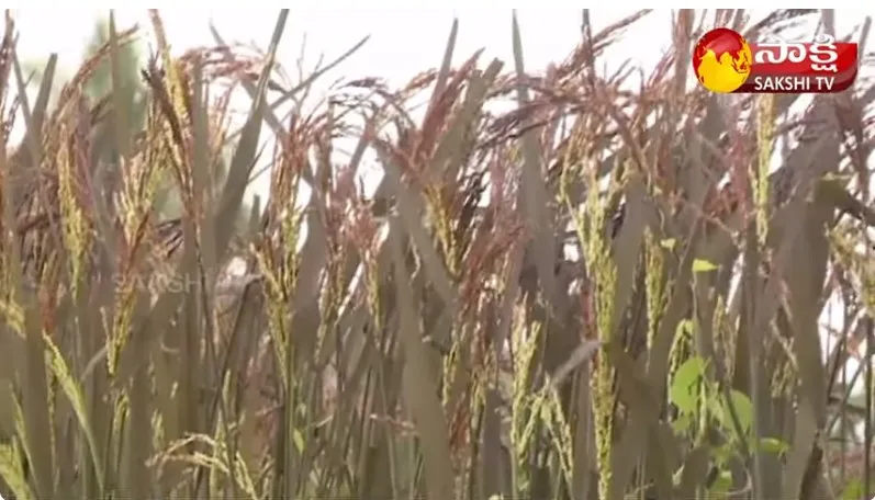 Organic Farming Of Black & Red Rice 