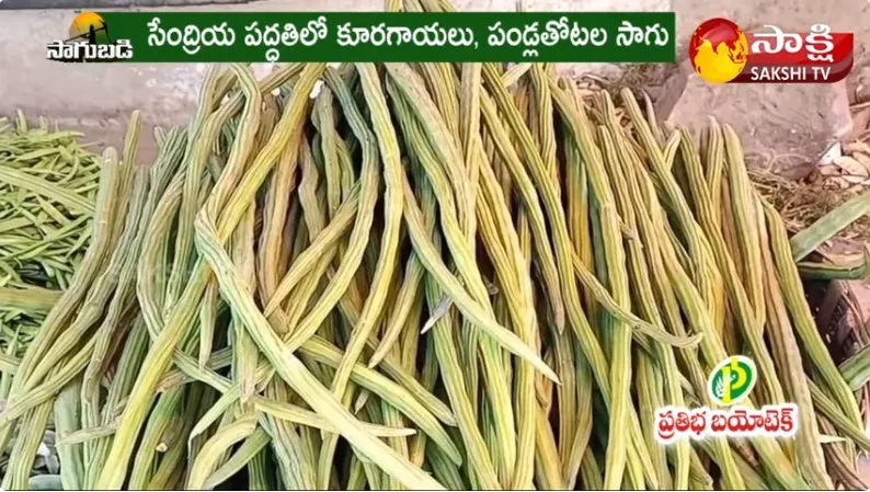 Drumstick Cultivation ( Munaga Sagu )