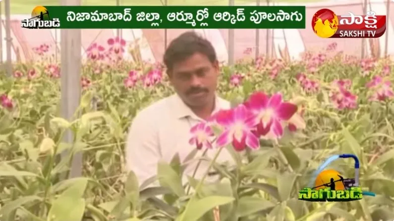 Huge Profits With Orchid Flower Farming