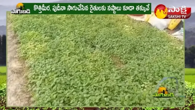 Coriander Cultivation : Huge Losses to Coriander Farmers