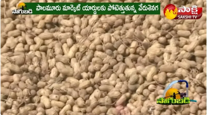 Groundnut Farmers Facing Problems with Minimum Support Price