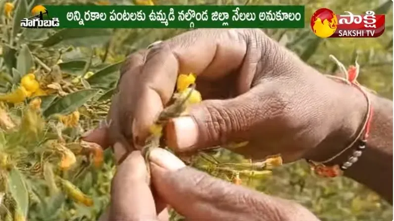 Redgram Cultivation : Nalgonda Dist Farmers Faces Huge Losses