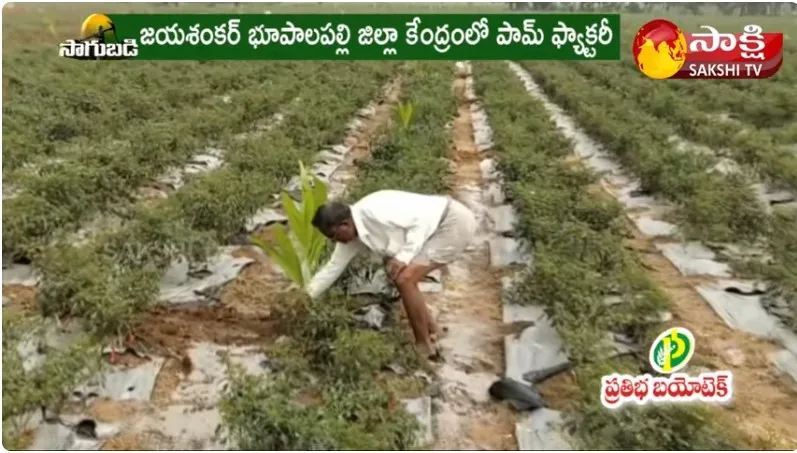  Jayashankar Bhupalpally Farmer Oil Palm Farming