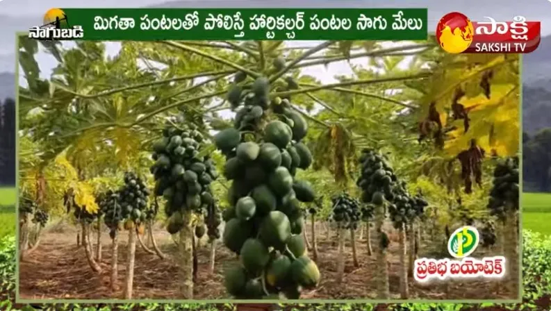 Organic Papaya Cultivation : Profits with Papaya Farming