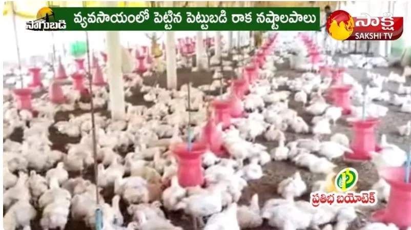 Success Story of Poultry Farmer : Broiler Poultry Farming