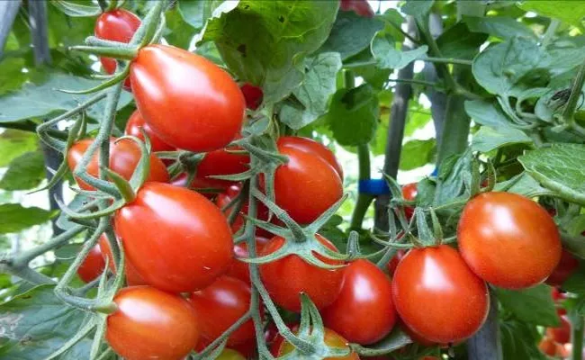 Government stands by tomato farmers - Sakshi