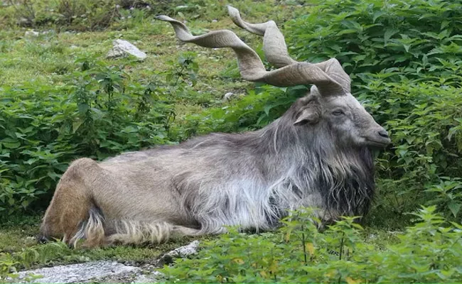 Markhor wild Goat who Eats Snake National Animal of Pakistan - Sakshi