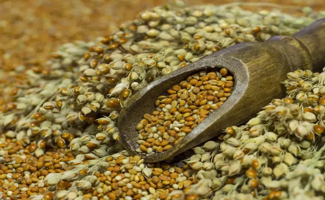 Indian Army to reintroduce millets in rations of soldiers - Sakshi