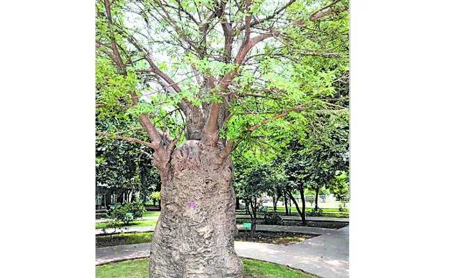 Adenia sonia is one of the longest living plants in the world - Sakshi