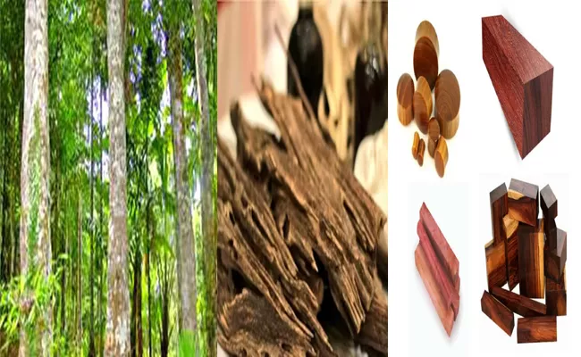 This Wood Is More Precious Than Gold A Kilo Costs Rs 73 Lakh - Sakshi