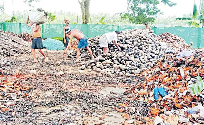 Price of coconut increased by the initiative of the state government - Sakshi