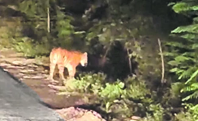 Tiger on Maharashtra border - Sakshi