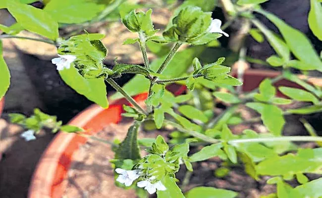 Researchers identified a plant from the genus Lepidogathis - Sakshi