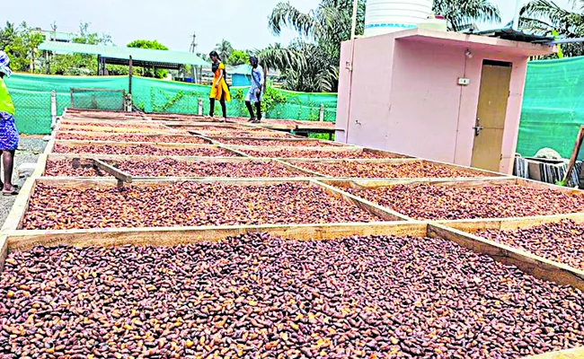 Cocoa Beans in Andhra Pradesh - Sakshi