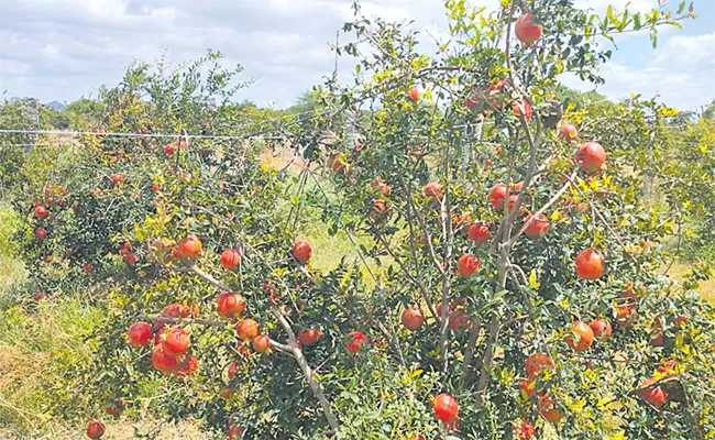 With The Natural Cultivation Of Pomegranate Farmers Getting Profits - Sakshi