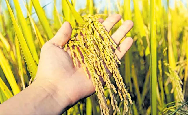 Collection of grain at the purchase centers from next week - Sakshi