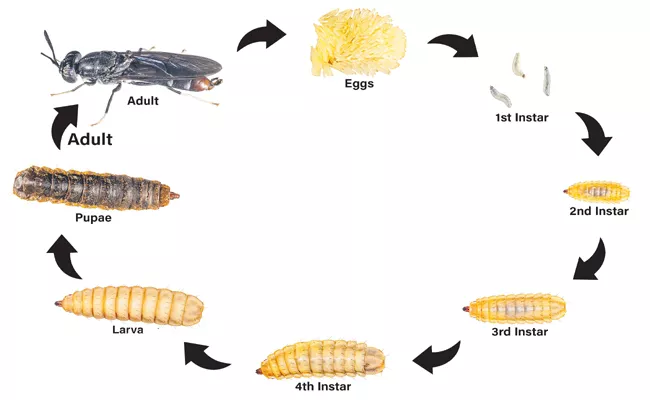 Black Soldier Fly Farming Creating Protein Content - Sakshi