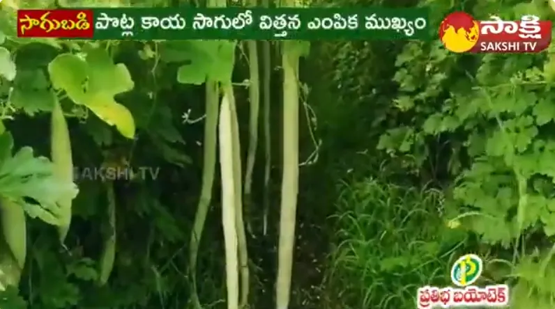 Snake Gourd: Uses, Benefits