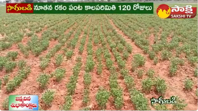 Groundnut Farming in Telugu