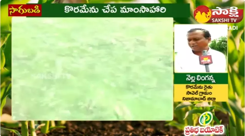  Koramenu Fish Farming in Telugu 