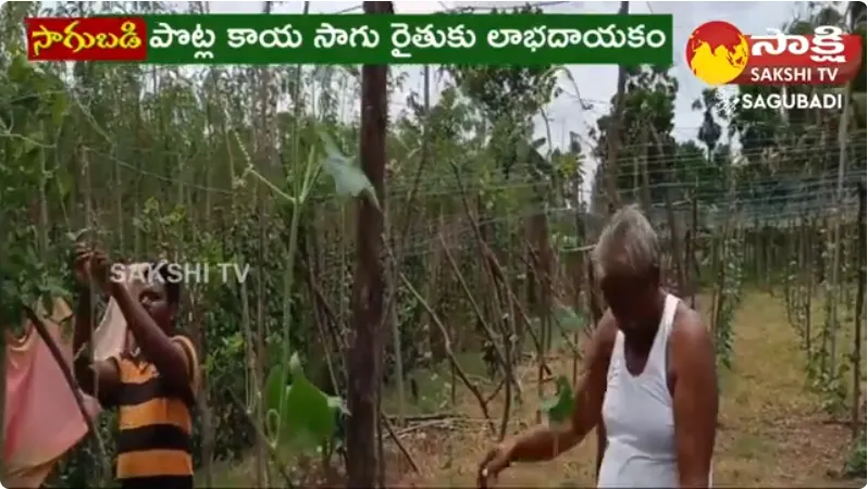 Snake Gourd Cultivation Benefits 