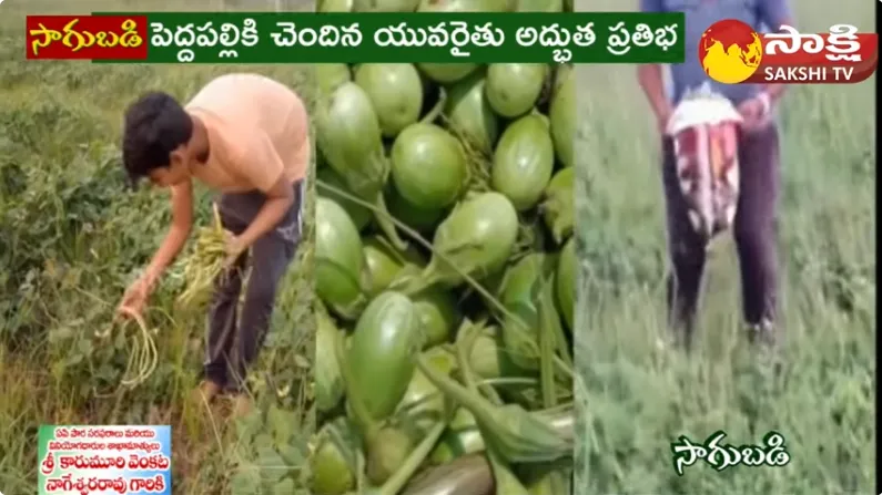 Vegetable Cultivation With Surf 