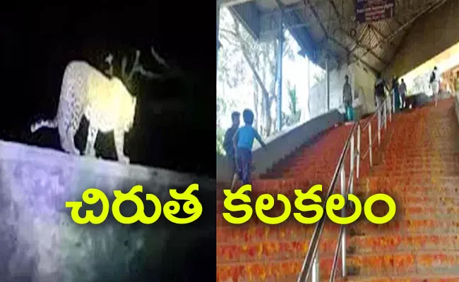 Cheetah Walk On Tirumala Walkway - Sakshi