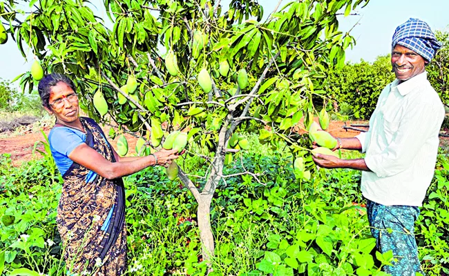 Karma Veera Chakra award to farmer of Anantapur district - Sakshi