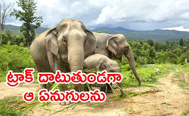 Three Elephants Died After Hit By Goods Train In Bengal - Sakshi