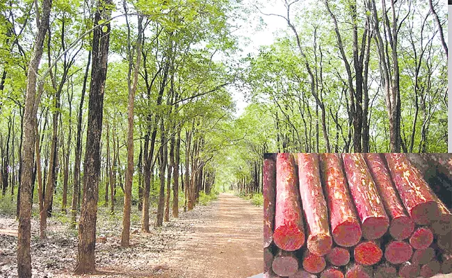 Red Sandalwood Farmers To Benefit From CITES Decision - Sakshi