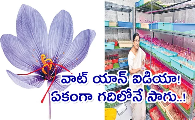 Saffron Cultivation At Home From K Shailaja Reddy Tadepalli - Sakshi