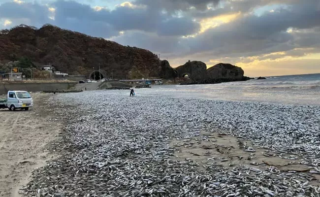 Thousands Of Dead Fish Mysteriously Wash Up On Japan Beach - Sakshi