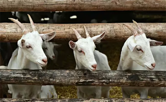 Nine Goats In Bnagladesh Freed After One Year Jailed For Eating Grass - Sakshi