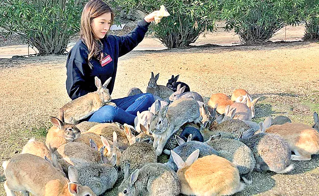 The island Of Okunoshima In Japan Is Known As The Island Of Rabbits - Sakshi