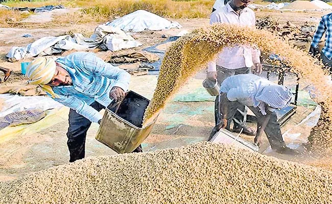 AP ranks second in grain yield - Sakshi