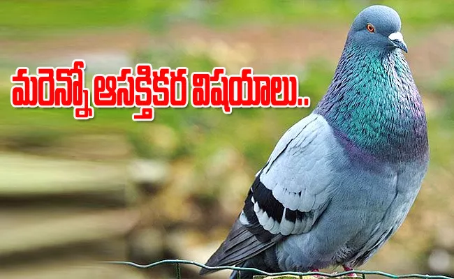 Pigeons As Same As Artificial Intelligence - Sakshi