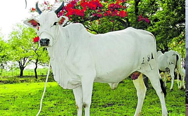 Breed Conservation Award for Animal Research Station at Guntur Lam 2023 - Sakshi