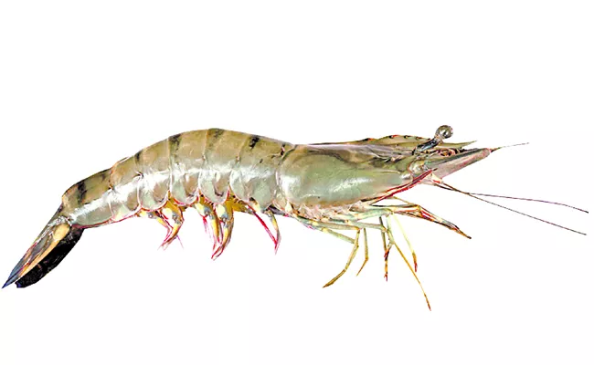 Prawns Door Delivery: andhra pradesh - Sakshi