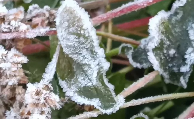 Cold Wave Hits Ambikapur District of Chhattisgarh - Sakshi