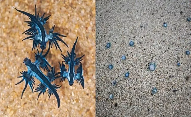 Blue Sea Dragon Spotted Near Seashore In Besant Nagar Chennai - Sakshi